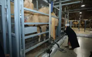 Верблюжье молоко в Мангистау: новый цех на волне инноваций