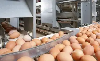 незаконный ввоз куриных яиц из России в Казахстан