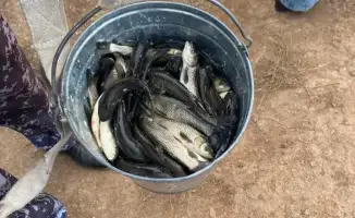 Есиль наполняется жизнью: более 237 тысяч белых амуров выпущены в реку