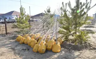 Атырау: 4 тысячи деревьев для зелёного будущего!