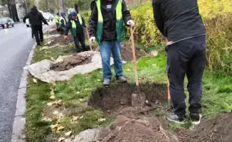 Турксибский район Алматы: зелёный щит города с более чем 772 тыс. деревьев и новыми живописными улицами