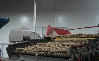 Рост потребления лука и картофеля в Казахстане