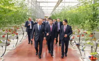 Первый урожай томатов собран в тепличном комплексе «Alsera KZ» в Шымкенте