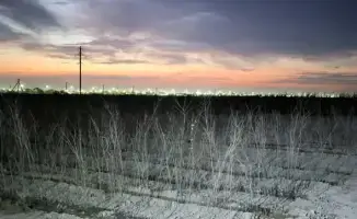 В Туркестане открыли питомник на 10 га для увеличения зеленых насаждений