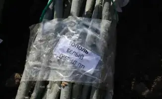 Посадка более 500 деревьев в Алматы на территории школы в рамках проекта Келешек мектептері