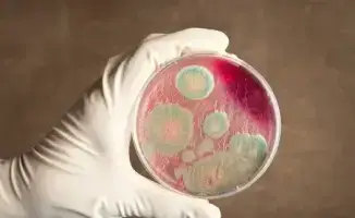 Исследование захоронения сибирской язвы в Байсерке: безопасность жителей под контролем