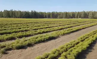 Озеленение и восстановление лесов в Карагандинской области