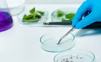 Новый порядок фитосанитарного контроля в Казахстане