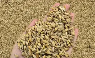 Глубокая переработка зерновых культур как фактор агропромышленного роста в Казахстане