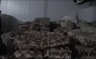 Незаконный экспорт 75 тонн филе судака из Кызылординской области в Европу