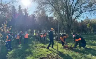 Сайрамский район: 100 новых деревьев высажено