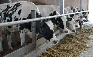 Казахстан укрепляет международные связи через экспорт животноводческой продукции