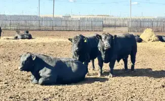 Изменения в правилах субсидирования животноводства: поддержка отечественных производителей и повышение качества продукции