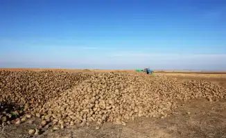 Ербол Карашукеев проверяет уборку сахарной свеклы в Меркенском районе