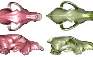 Исследование показывает, что разнообразие домашних собак существовало уже тысячи лет, опровергая распространенные мифы о их происхождении
