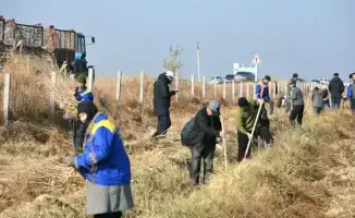 Субботник в Жетысай озеленение 7000 саженцев вывоз мусора 700 тонн