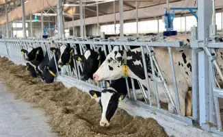 Казахстан собрал рекордные корма для зимы