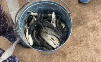 Река Есиль получила новый поток жизни: более 237 тысяч сеголеток белого амура