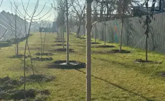 Алматы озеленяет: 800 новых саженцев в пути!