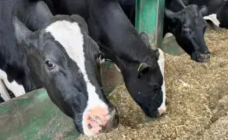 Новые правила субсидирования: значительное увеличение возможностей для племенного животноводства в 2025 году