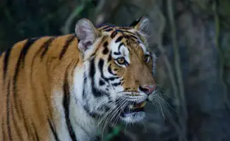 Сохранение биоразнообразия: Казахстан и Россия объединяются для восстановления популяции амурских тигров