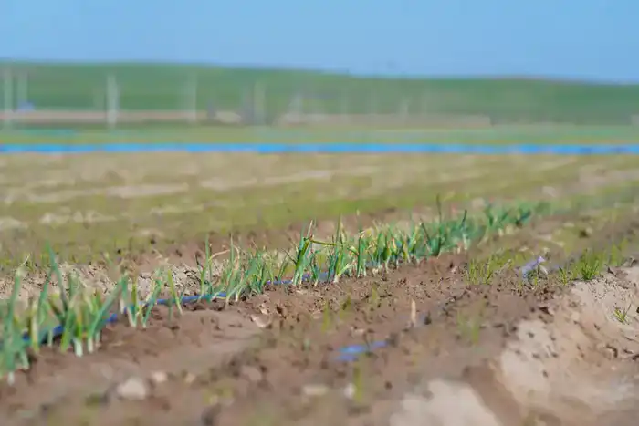 В ТУРКЕСТАНСКОЙ ОБЛАСТИ ВНЕДРЕНЫ ВОДОСБЕРЕГАЮЩИЕ ТЕХНОЛОГИИ НА 114 ТЫСЯЧАХ ГЕКТАРОВ ЗЕМЛИ (6)