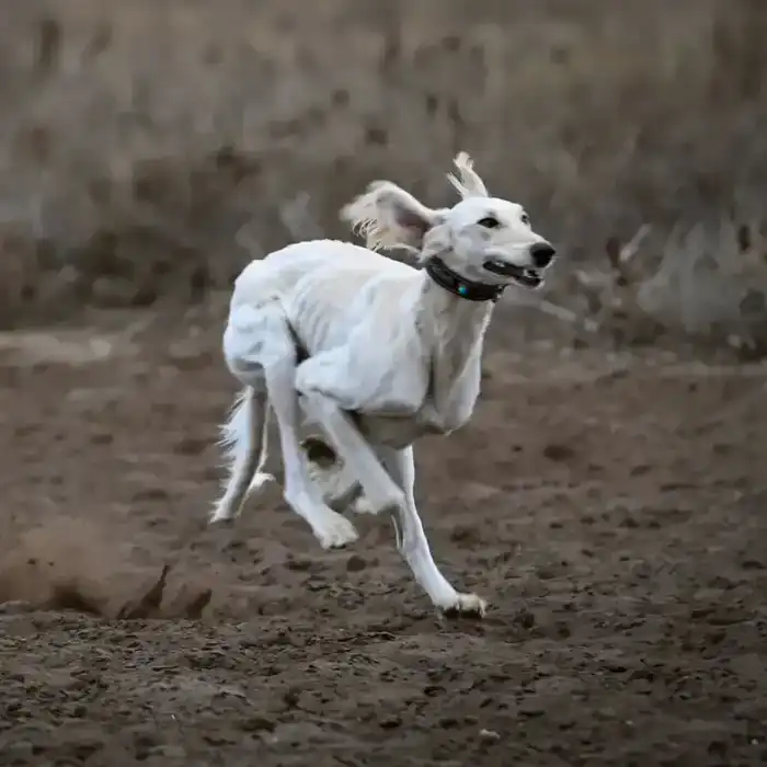 В Актобе отметили День «Салбурын», посвященный национальным видам спорта (5)