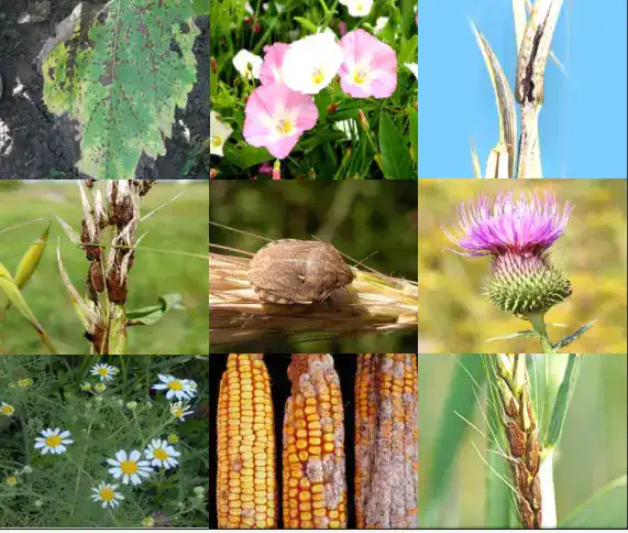 Безопасность подкарантинной продукции в агропромышленном комплексе Казахстана {city2}