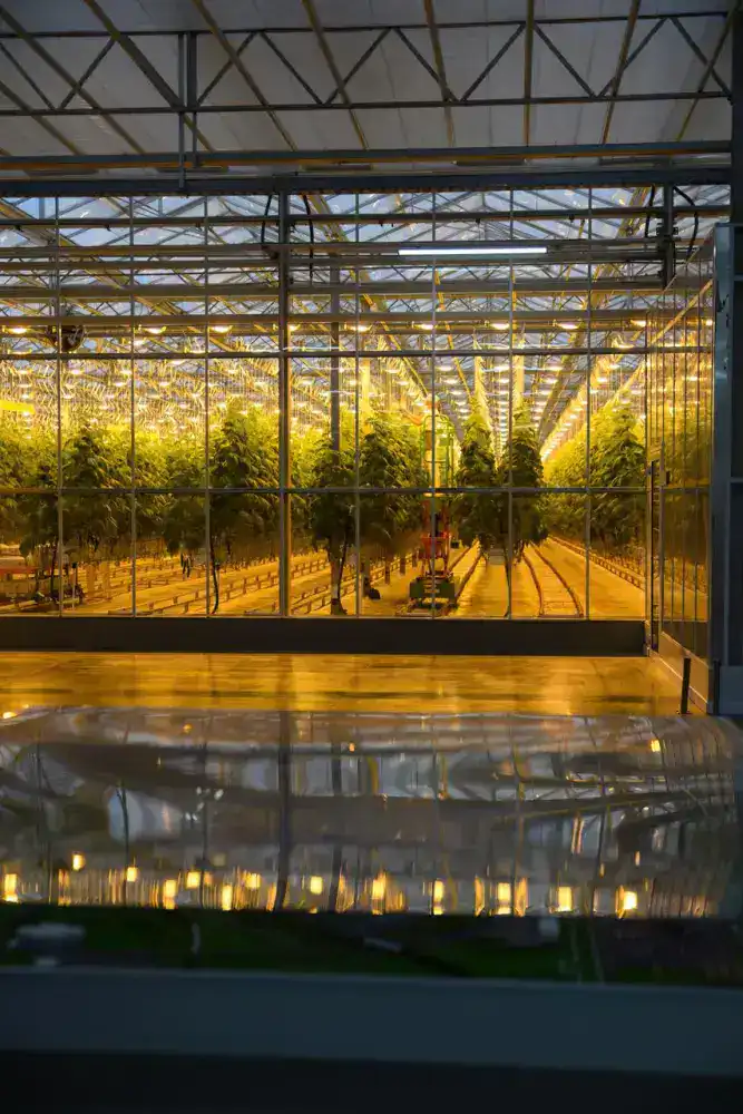 Тепличный комплекс «Зеленый Север» расширяет мощности до 4,5 тыс. тонн в год для удовлетворения растущих потребностей местного рынка {city2}