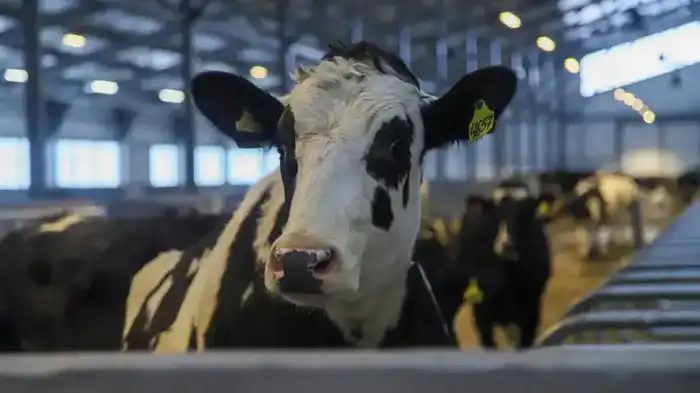 В ВКО открыта новая молочно-товарная ферма на 1075 голов (7)