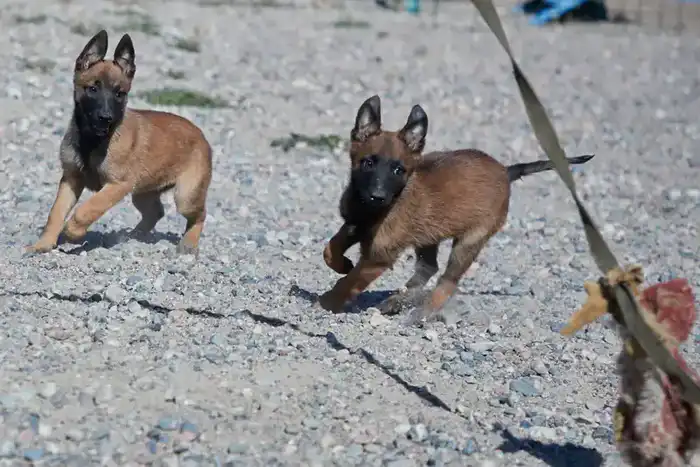 Служебные щенки: новые защитники страны на подходе! {city2}