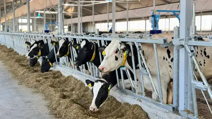 Создание мясного консорциума в Акмолинской области: новые возможности для экспорта и развития животноводства {city2}