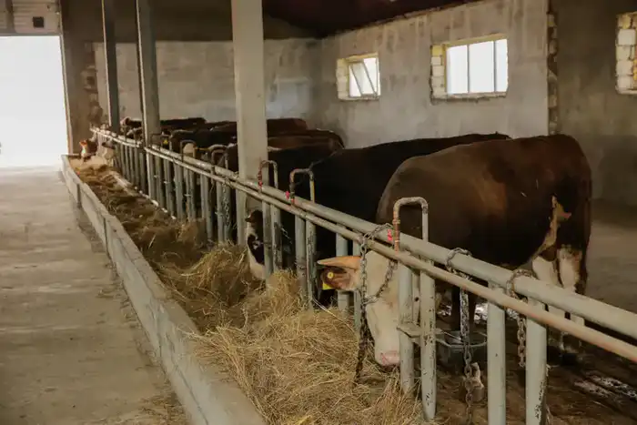 Атырауская область демонстрирует рекордный рост производства сельскохозяйственной продукции в 2025 году {city2}