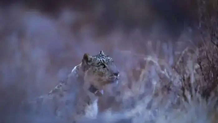 Установка GPS-ошейника на снежного барса: шаг к охране редких видов в Казахстане {city2}