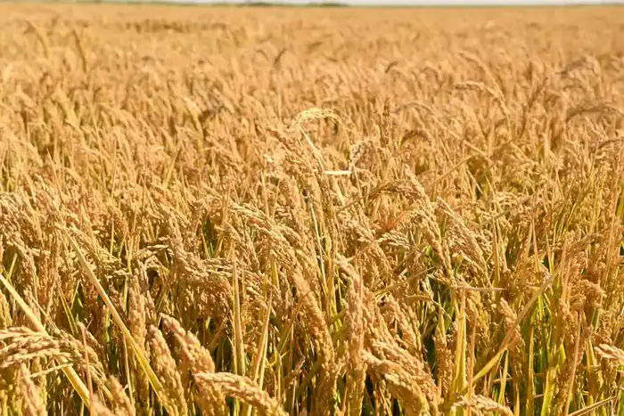 Рост посевных площадей и внедрение водосберегающих технологий в Кызылординской области {city2}