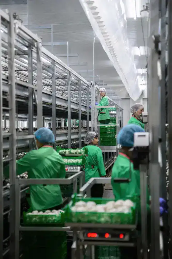 Производство сгущенного молока мощностью 12 тыс. тонн в год запустили в СКО (9)