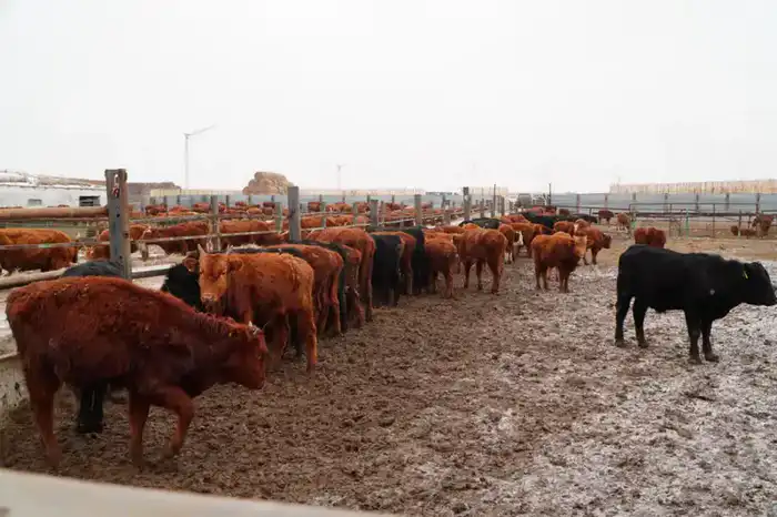 В Ерейментауском районе формируется крупный мясной кластер (4)