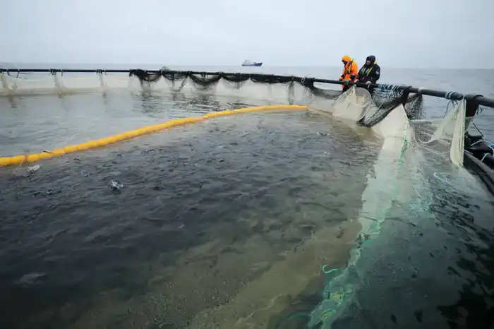 В Мангистау реализуется первый в Центральной Азии проект морской аквакультуры (8)