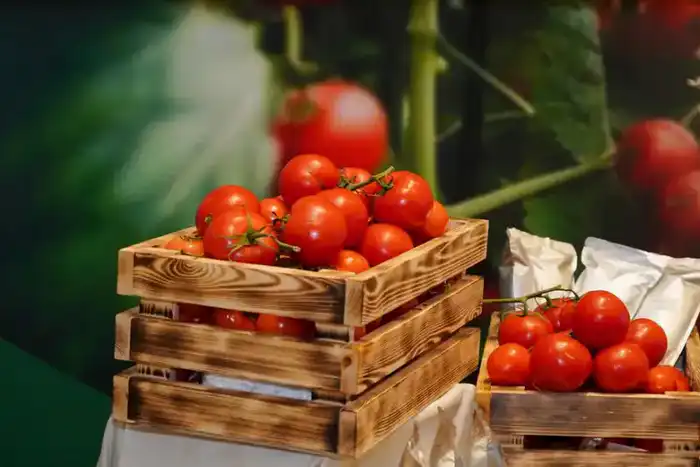 Строительство тепличного комплекса в Шымкенте: новые рабочие места и развитие агросектора {city2}