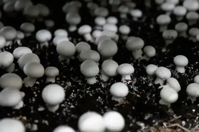 Производство сгущенного молока мощностью 12 тыс. тонн в год запустили в СКО (8)