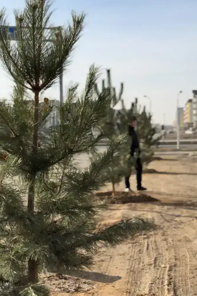 В Актобе было высажено 150 сосен, привезенных благодаря спонсорской поддержке предпринимателей (2)
