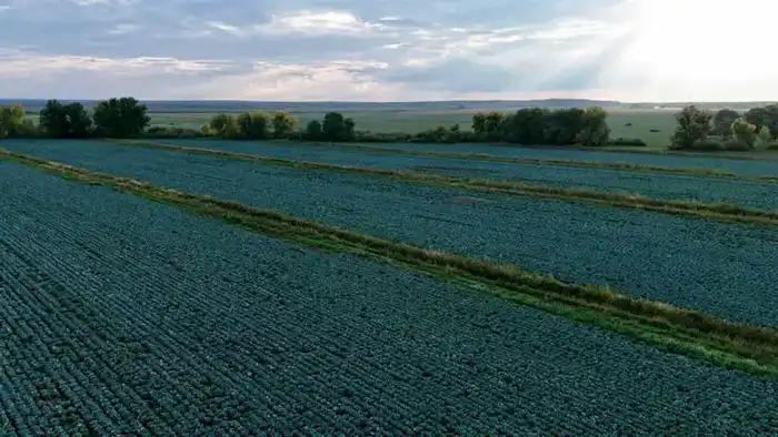 Увеличение урожая в Казахстане: последствия диверсификации для сельского хозяйства {city2}