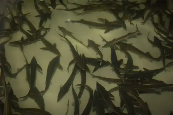 В Мангистауской области реализуется первый в Центральной Азии морской аквакультурный проект (6)