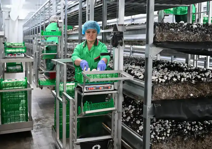 Самая крупная грибная ферма открыта в регионе (7)