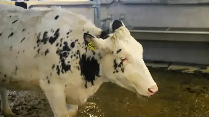 В ВКО открыта новая молочно-товарная ферма на 1075 голов (6)