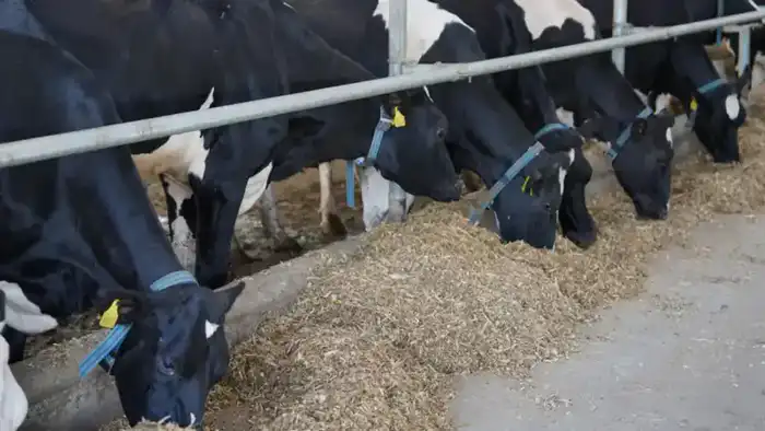 Снижение зависимости от импорта молока и мяса птицы в Казахстане {city2}