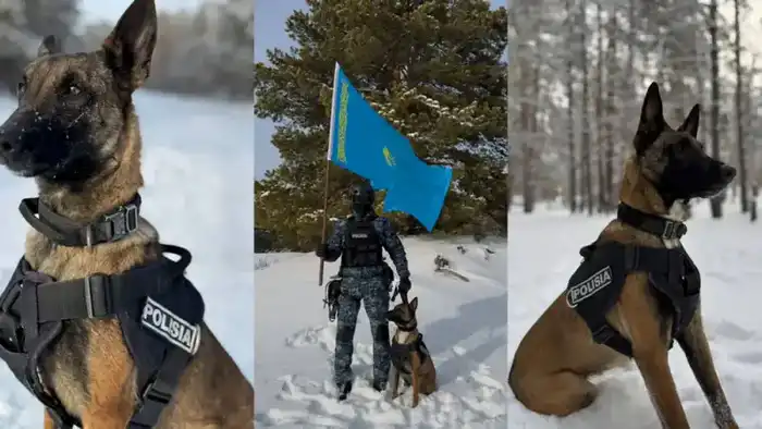 Служебные собаки в Абай раскрыли 28 преступлений, связанных с наркотиками {city2}
