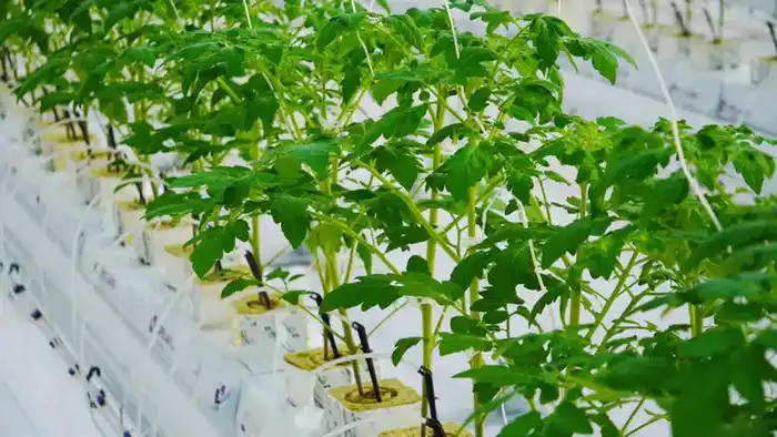 Запуск тепличного комплекса в Туркестанской области: новые перспективы для агросектора и местной экономики {city2}