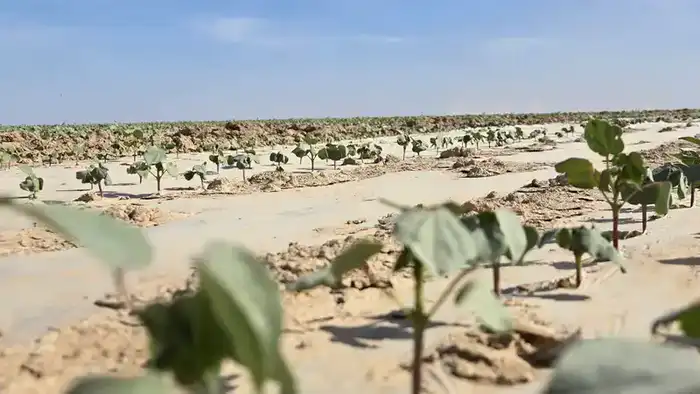 Масштабный кластер в Туркестанской области: от хлопка до одежды с поддержкой китайских инвестиций {city2}