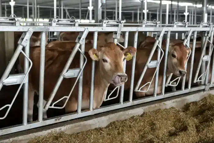 200 млрд тенге для развития животноводства в стране {city2}